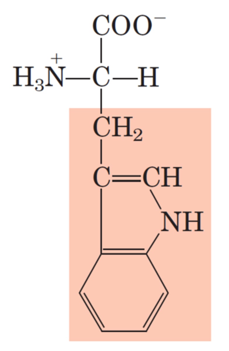 <p>W, Trp, Nonpolar, Aromatic, Largest, Least abundant</p>