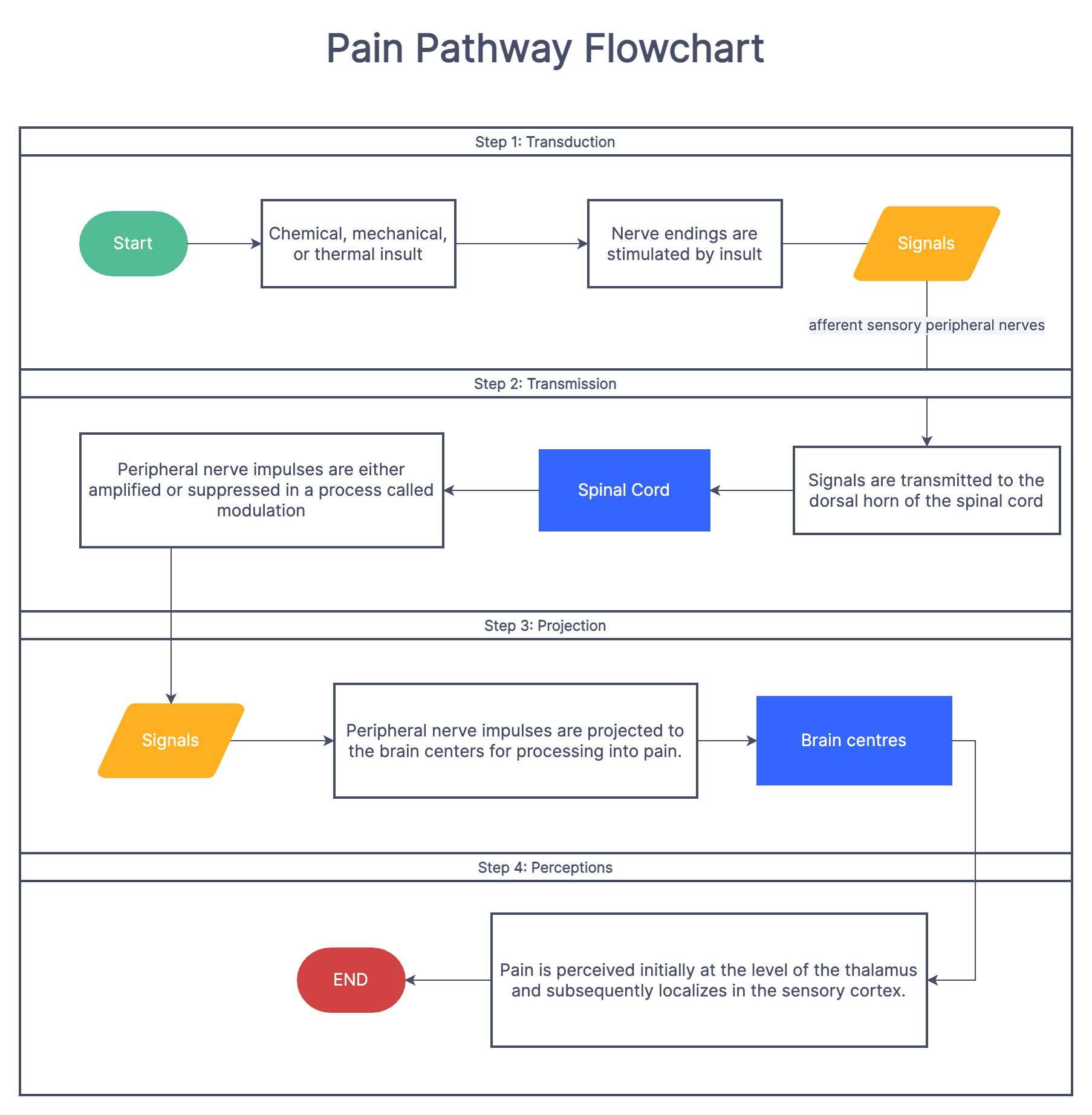 <p>1. Noxious stimulus in peripheral <br>2. Nociceptors <br>3. Primary (first-order neurons) to spinal cord synapses and release substance P on dorsal horn <br>4. 2nd order neuron through ascending spinal tracts to brain<br>5. Thalamus — sensory relay station <br>6. Third order neuron <br>7. Cortex - registered as pain <br>8. descending spinal tracts</p>