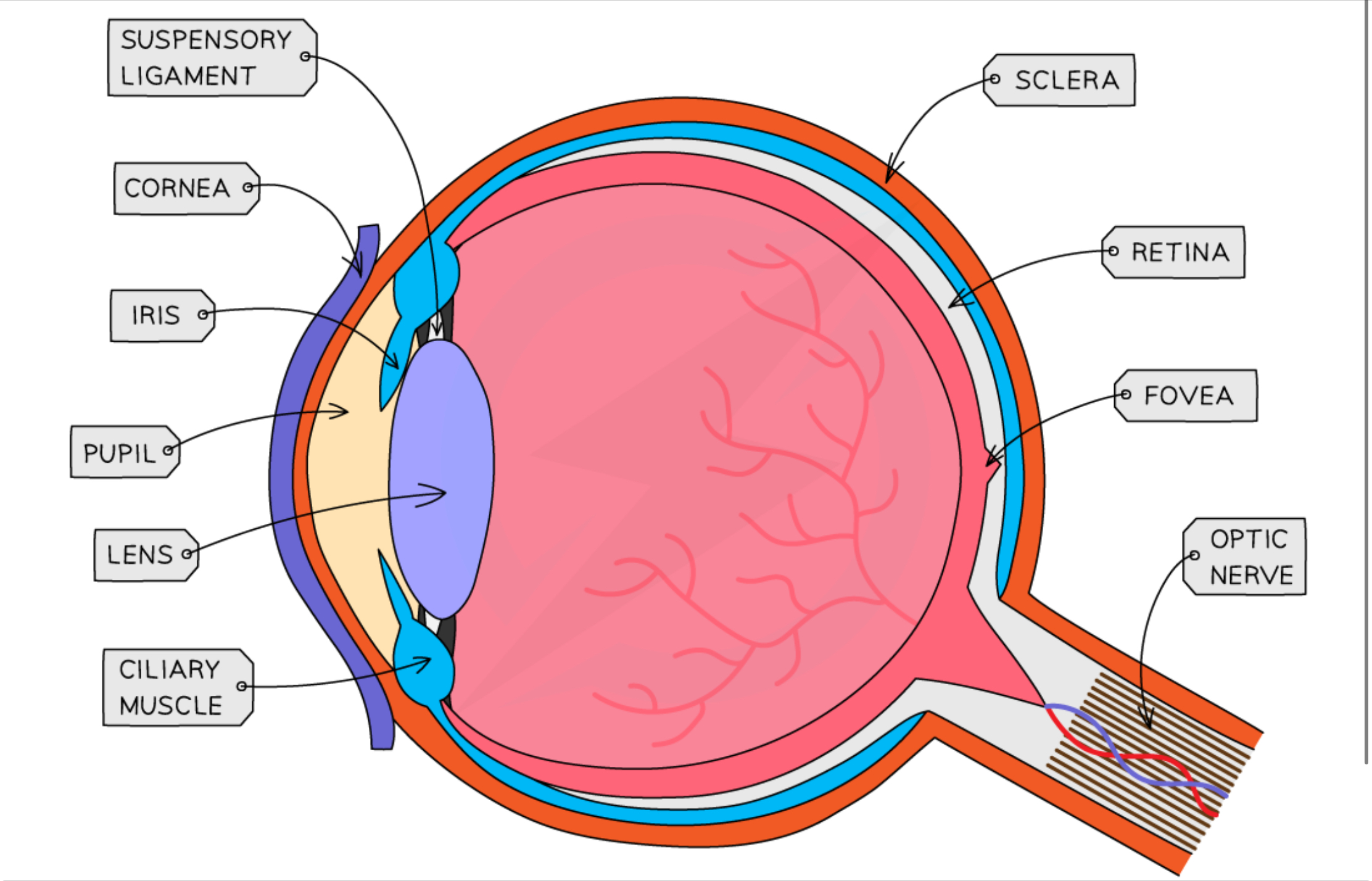 knowt flashcard image
