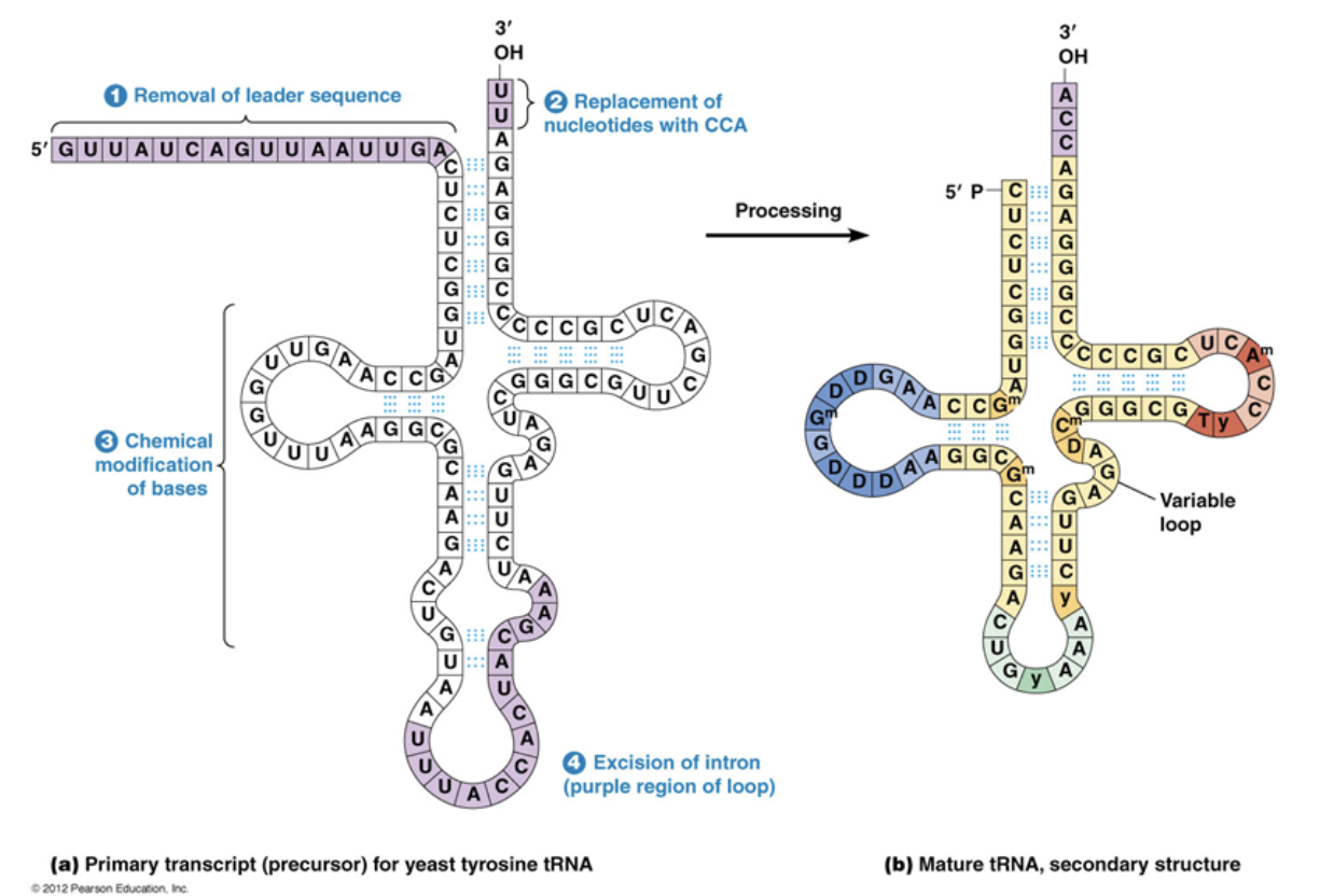 <ol><li><p><span style="background-color: transparent;"> The leading sequence is removed at the 5’ end, one nucleotide at a time.</span></p></li><li><p><span style="background-color: transparent;">Nucleotides are removed and then replaced by 2 new nucleotides at the 3’ end</span></p></li><li><p><span style="background-color: transparent;">Bases making up the secondary structure are chemically modified and made into nucleotides specific to tRNA synthesis</span></p></li><li><p><span style="background-color: transparent;">Introns are spliced out</span></p></li></ol><p></p>