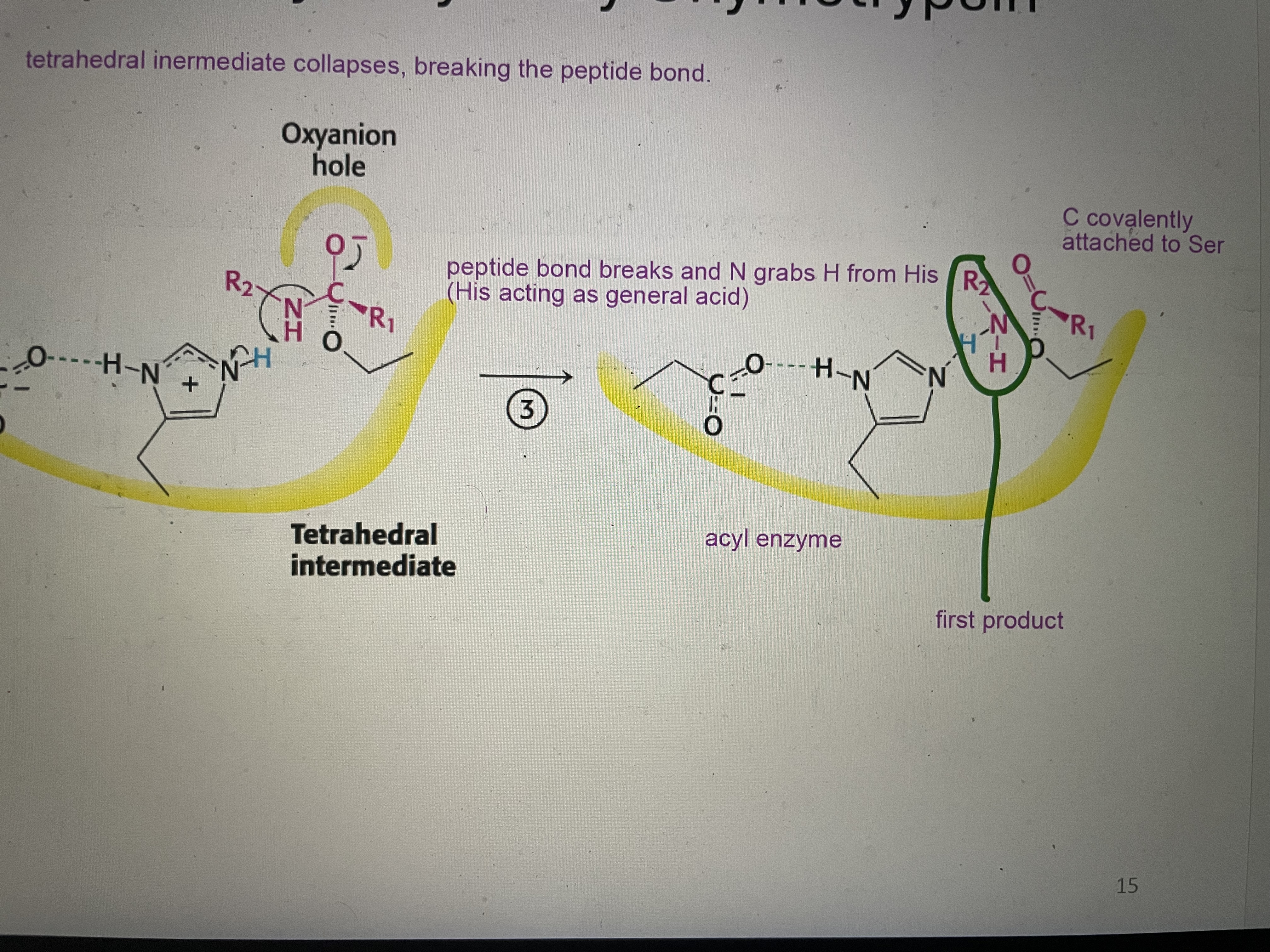 <p>Tetrahedral intermediate collapse breaking the peptide bond and N grabs H from His. C is covalently attached to Ser</p>