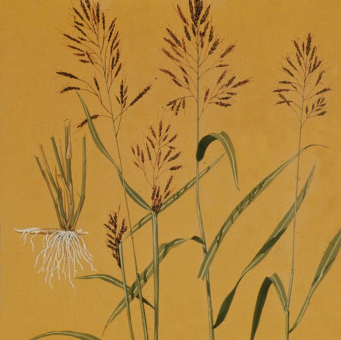 <p>A large, upright perennial grass up to 6–7 ft tall; spreads by seeds and rhizomes; ligule short-membranous with fringe of hair at the top; leaf blade coarse with a white midrib, 12–30 inches long, hairless with smooth edges; sheath open, hairless to sparse; auricles absent; multiple tillers.</p>