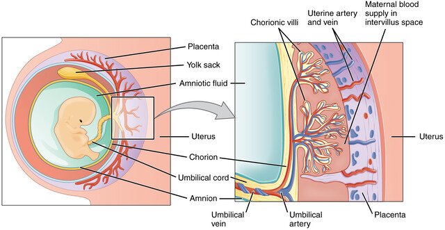 <p>By the <strong>beginning of week 8</strong>, <strong>tertiary villi</strong> cover the <strong>entire surface</strong> of the <strong>chorionic sac</strong>.</p>
