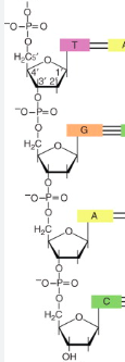 <p>(Name the nucleoside closest to it) Which end is the 5’  and which end is the 3’? </p>