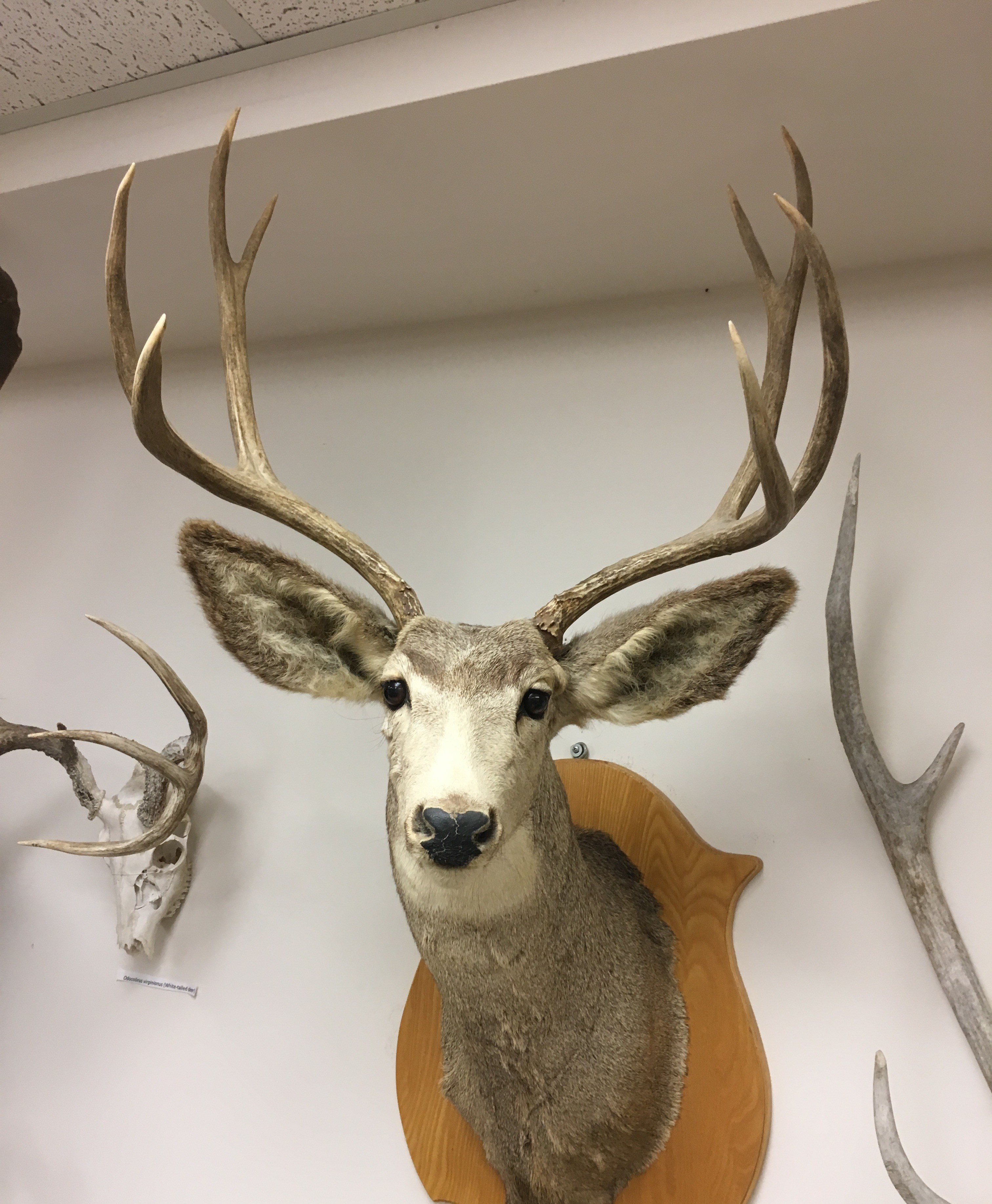 <p>Odocoileus hemioinus </p>