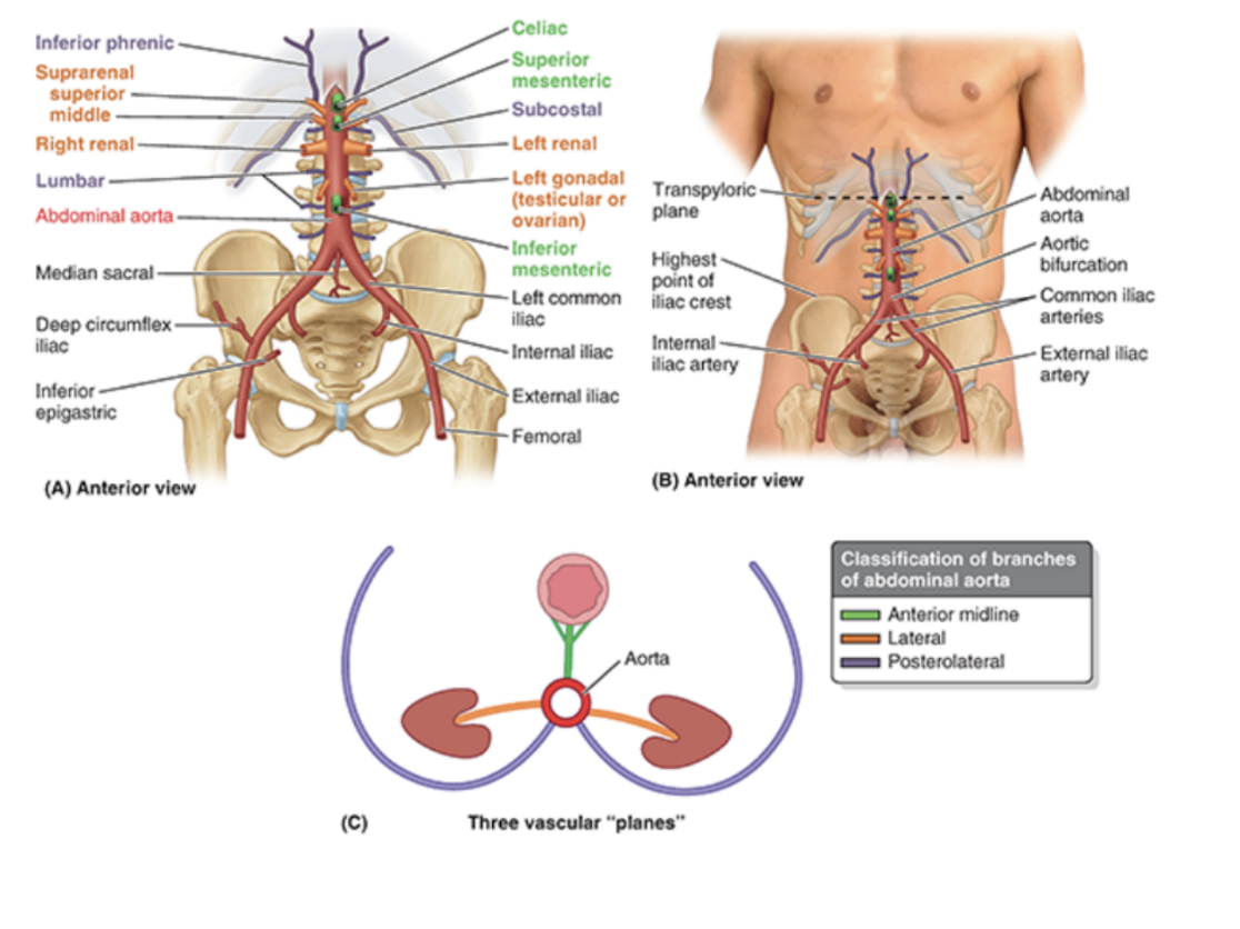 <p>Abdominal aorta &amp; arterial supply</p>