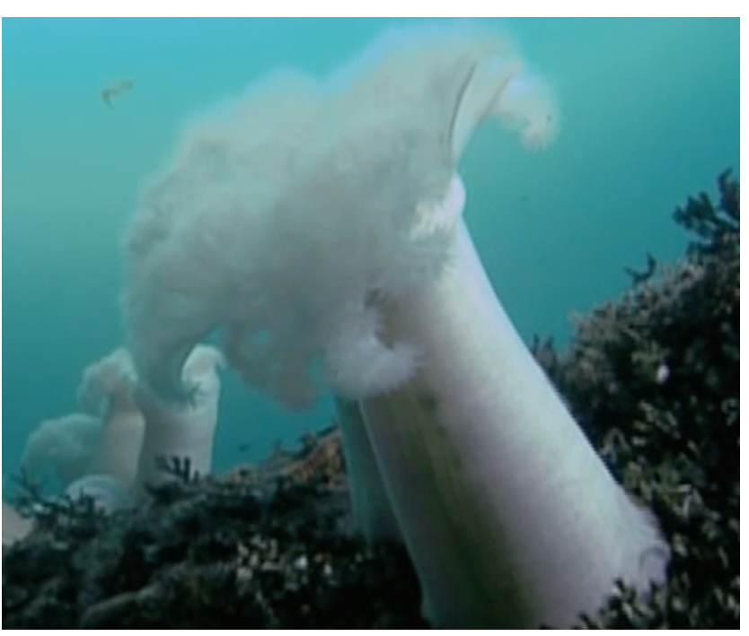 <p>What is the<strong> phylum</strong> of this specimen?</p><p></p>