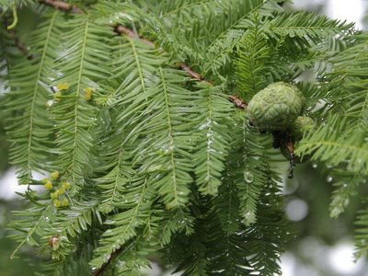 <p>Taxodium distichum</p>