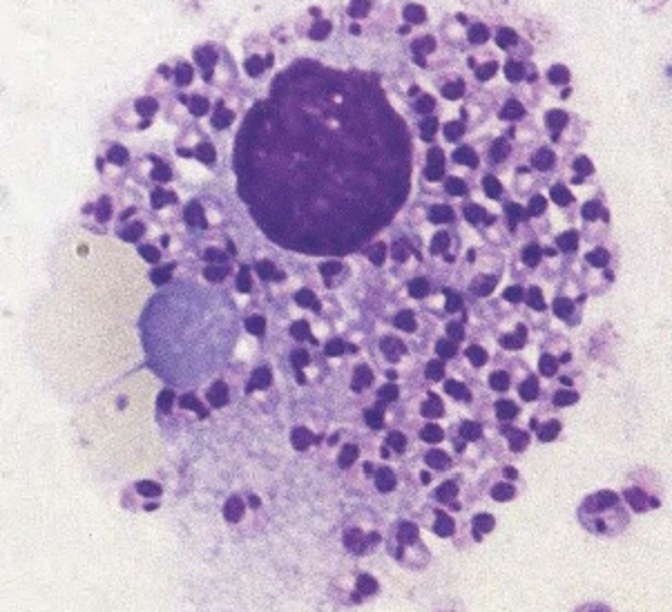 knowt flashcard image