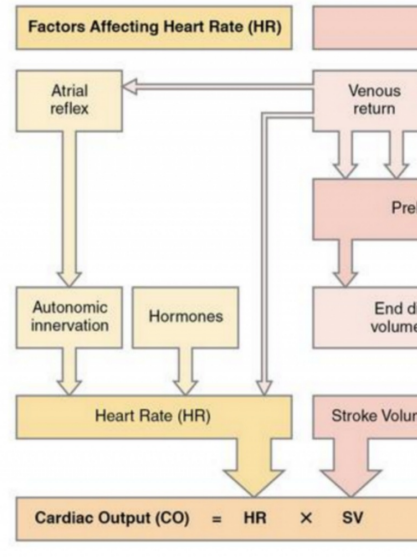 <ul><li><p>Atrial Reflex</p></li><li><p>Autonomic Innervation</p></li><li><p>Hormones*</p></li></ul><p></p>