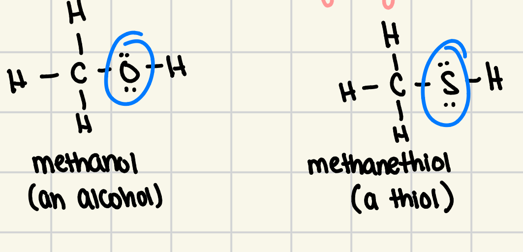 <p>an organic compound that contains a SH group bonded to an alkyl group </p><ul><li><p>oxygen atom of hydroxyl group is replaced by sulfur </p></li><li><p>cannot form hydrogen bonds, so low BP and less soluble in water </p></li></ul><p></p>