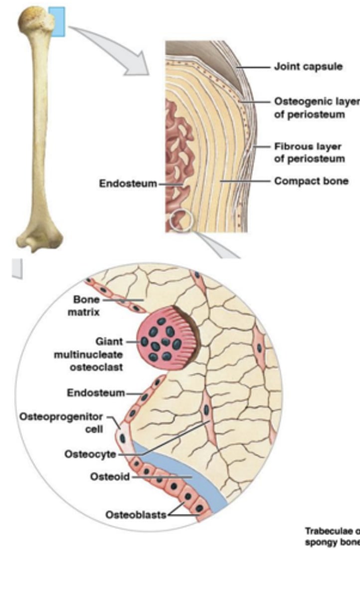 <p>membrane on inner surface of bone; single, incomplete cell layer</p><p>Lines medullary cavity, perforating canals &amp; central canals</p>
