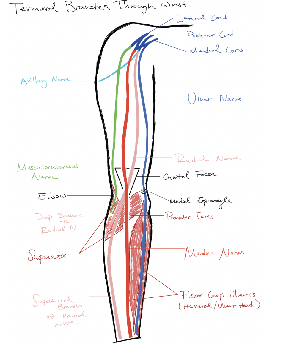 <p>the M cord</p><ul><li><p>extension of the lateral cord posterior cord(found behind the artery) and and medial cord </p></li></ul><p></p><p>Medial cord</p><ul><li><p>Ulnar Nerve&nbsp;</p></li></ul><p></p><p>Posterior cord</p><ul><li><p>holds the radial nerve</p></li></ul><p>laterna nerve</p><ul><li><p>musculcutaneous nerve</p></li></ul><p></p>
