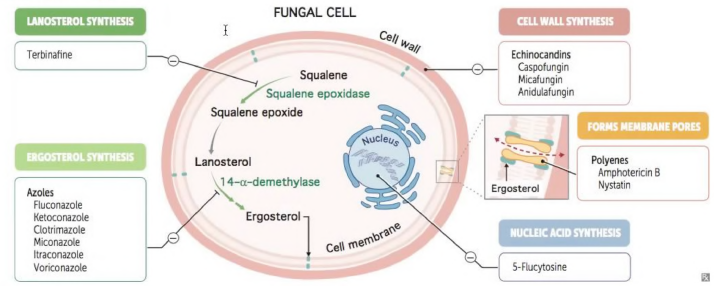 knowt flashcard image