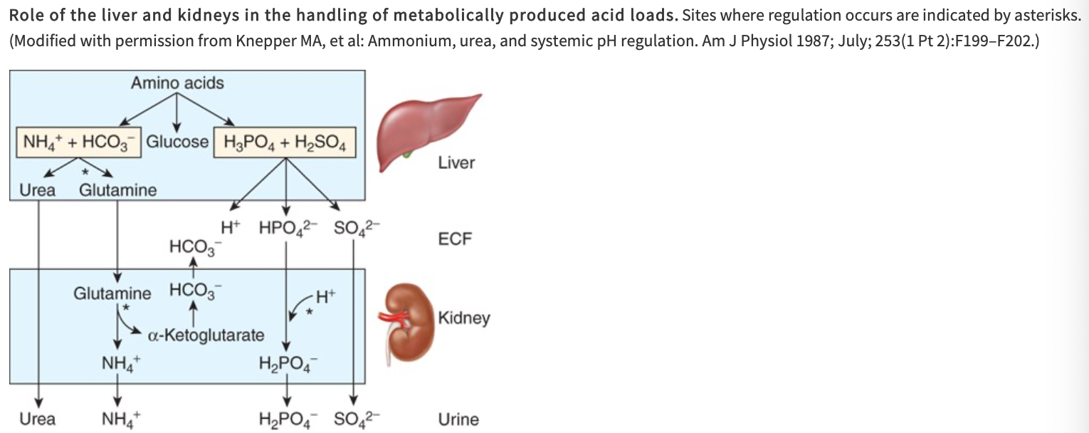 <ul><li><p><span>Amino acids are utilized in the liver for gluconeogenesis, leaving NH4+ and HCO3- as products from their amino and carboxyl groups</span></p><ul><li><p><span>NH4+ is incorporated into urea and the protons that are formed are buffered intracellularly by HCO3-, so little NH4 and HCO3- escape into circulation</span></p></li></ul></li><li><p><span>Metabolism of sulfur-containing amino acids produces H2SO4 and metabolism of phosphorylated amino acids such as phosphoserine produces H3PO4</span></p><ul><li><p><span>These strong acids enter the circulation and present a major H+ load to the buffers in the ECF</span></p></li></ul></li></ul><p></p>