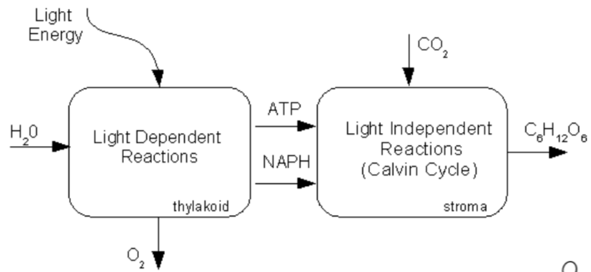 <p><span>This process occurs in the grana of the chloroplasts.</span></p><p class="E854 x-scope qowt-point-para-7" style="text-align: left"><span>H2O is split to produce H+ and O2 molecules.</span></p><p class="E861 x-scope qowt-point-para-7" style="text-align: left"><span>The O2 is released into the environment (it is a by-product) and the H+ ions are picked up by NADP molecules and transported to the stroma.</span></p><p class="E864 x-scope qowt-point-para-7" style="text-align: left"><span>2 ATP molecules are also produced which moves to the stroma</span></p>