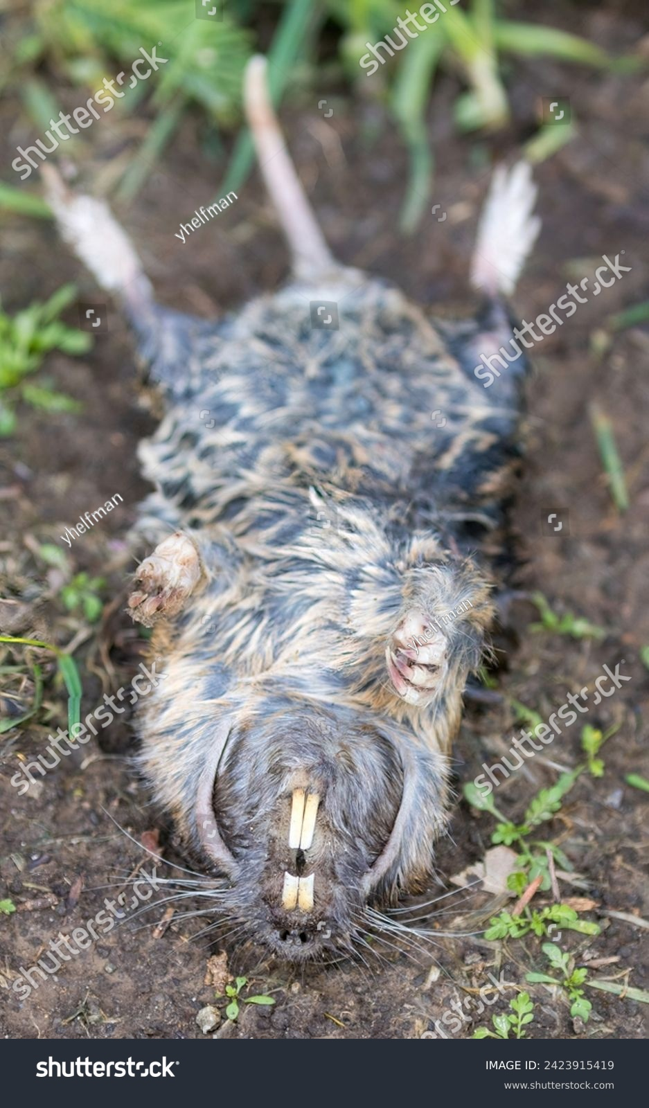 <p>What species?</p>