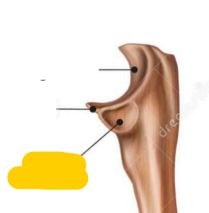 <p><span>quel est cette partie? de ulna</span></p>