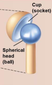 <p>Ball and socket joints</p>