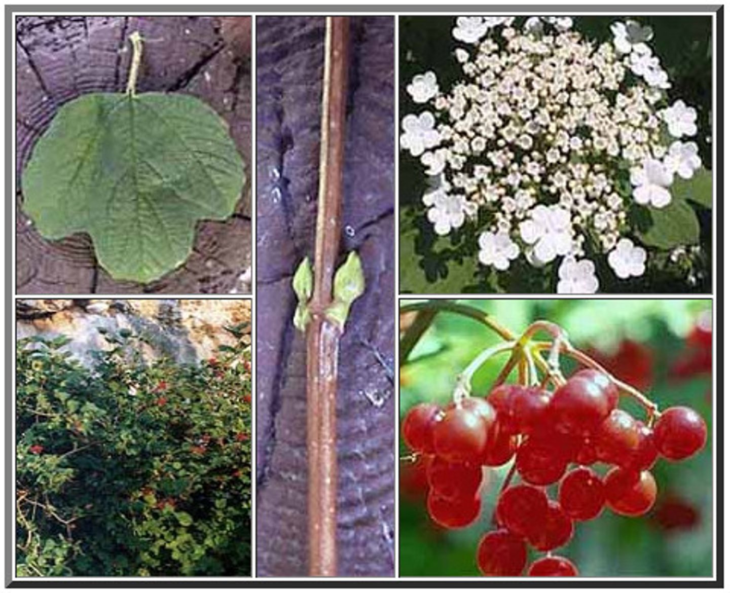 <p>American Cranberrybush Viburnum</p>