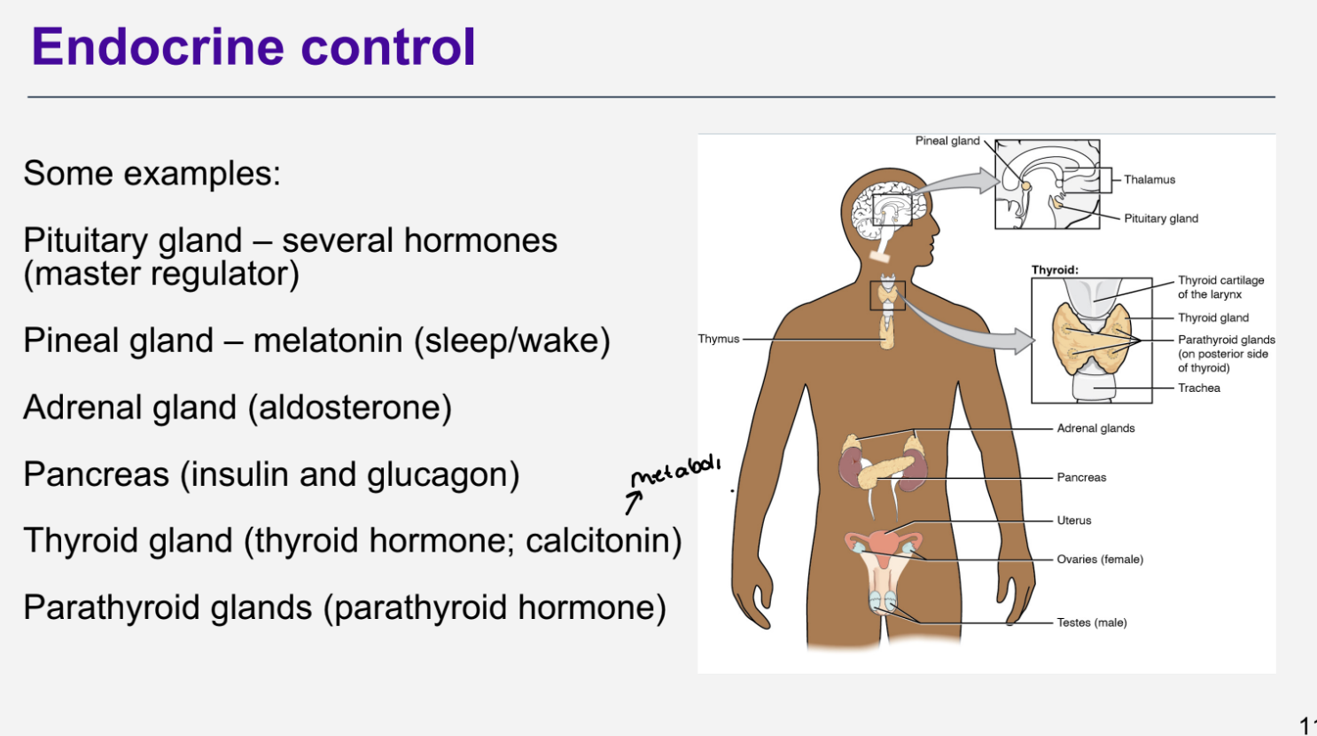 <p>Some examples:</p><ul><li><p>Pituitary gland – several hormones (master regulator)</p></li><li><p>Pineal gland – melatonin (sleep/wake)</p></li><li><p>Adrenal gland (aldosterone)</p></li><li><p>Pancreas (insulin and glucagon)</p></li><li><p>Thyroid gland (thyroid hormone; calcitonin)</p></li><li><p>Parathyroid glands (parathyroid hormone)</p></li></ul><p></p>