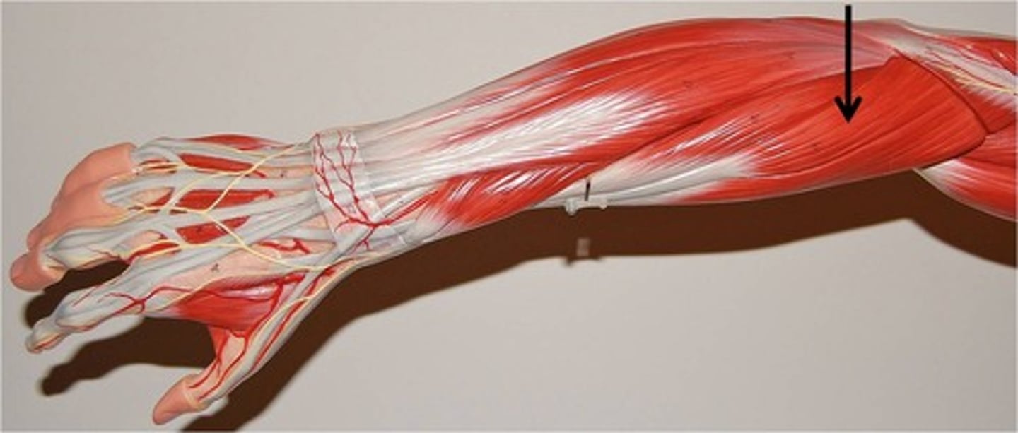 <p>LOCATION: lateral to flexor carpi ulnaris</p><p>FUNCTION:</p><p>-adducts hand</p><p>-extends hand</p>