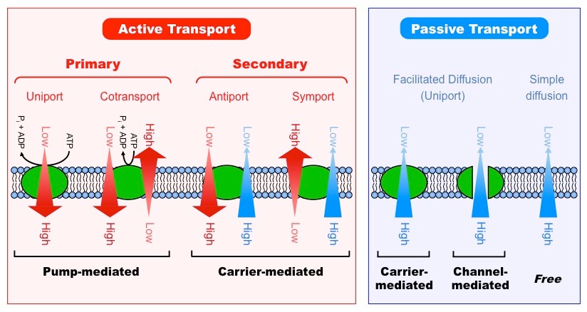 <p>Transporters are specialized proteins that facilitate the movement of ions and molecules across the lipid bilayer. Can be passive or active.</p>