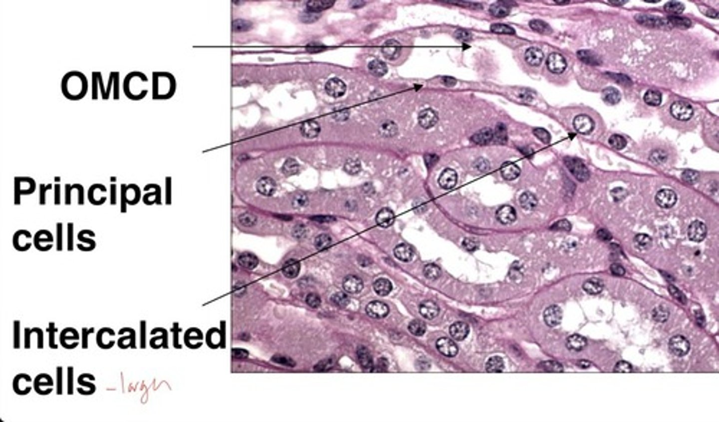 <p>collecting duct cells include</p>