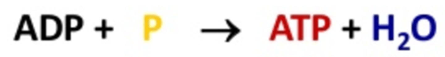 <p>The removal of a water molecule to create a bond between the ADP and phosphate</p>