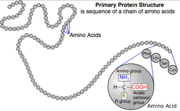 <p>the sequence of amino acids in the protein chain </p><p></p><p></p>
