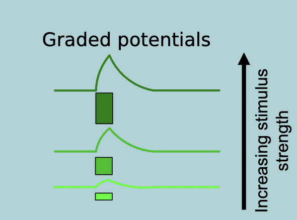 <p>Graded potentials:</p><ul><li><p>Variable MAGNITUDE and DURATION which depends on STRENGTH and DURATION of triggering event&nbsp;</p></li><li><p>Spread PASSIVELY (flows with no channel opening outside the point of origin), decrementing (gradual decrease) with distance from point of INITIATION (<span>the electrical signal moves through the cell membrane without requiring additional ion channel activity away from the stimulus site and loses strength, or intensity, as it spreads out from where it began)</span></p></li><li><p>Travel over SHORT DISTANCES &nbsp;</p></li></ul><p></p>