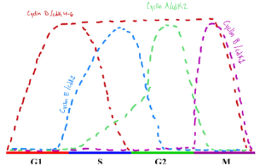 <ul><li><p><span style="background-color: transparent;">Cyclin A and E share the same cdk protein&nbsp;</span></p></li><li><p><span style="background-color: transparent;">Cyclin D can interact with cdk 4 or 6</span></p></li></ul><p></p>