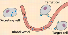 <p>chemical messengers that are manufactured by the endocrine, travel through the bloodstream, and affect other tissues</p>