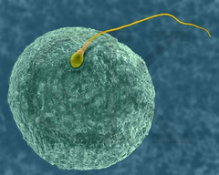 Sperm + Egg = Zygote = Embryo