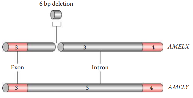 Sex typing using AMEL markers. A 6-bp deletion in intron 3 is present in AMELX but not in AMELY and can be resolved using electrophoresis as described in the text.