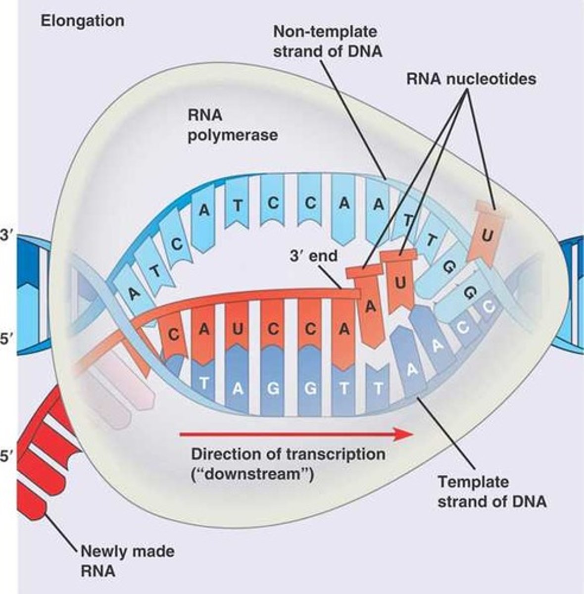 <p>- RNA polymerase moves along, adding nucleotides</p><p>- Previous stretch of DNA reannealed</p>
