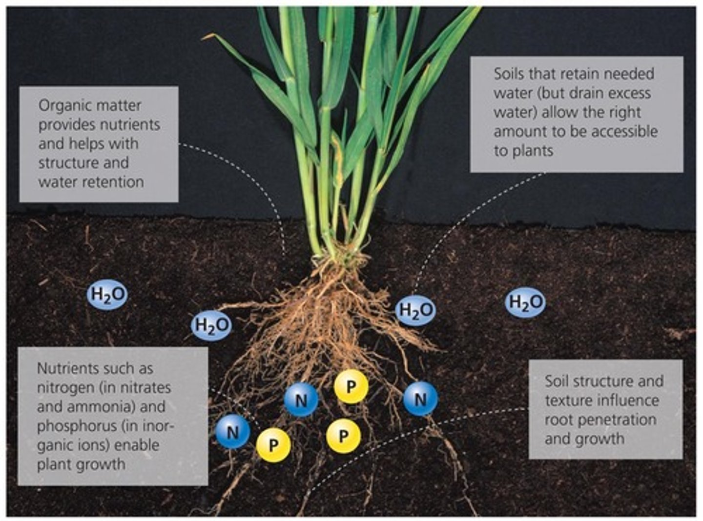 <p>Dark brown or black soils get their color from high organic matter, which makes them fertile and biologically active. These colors typically form in productive A horizons, especially grassland soils.</p>