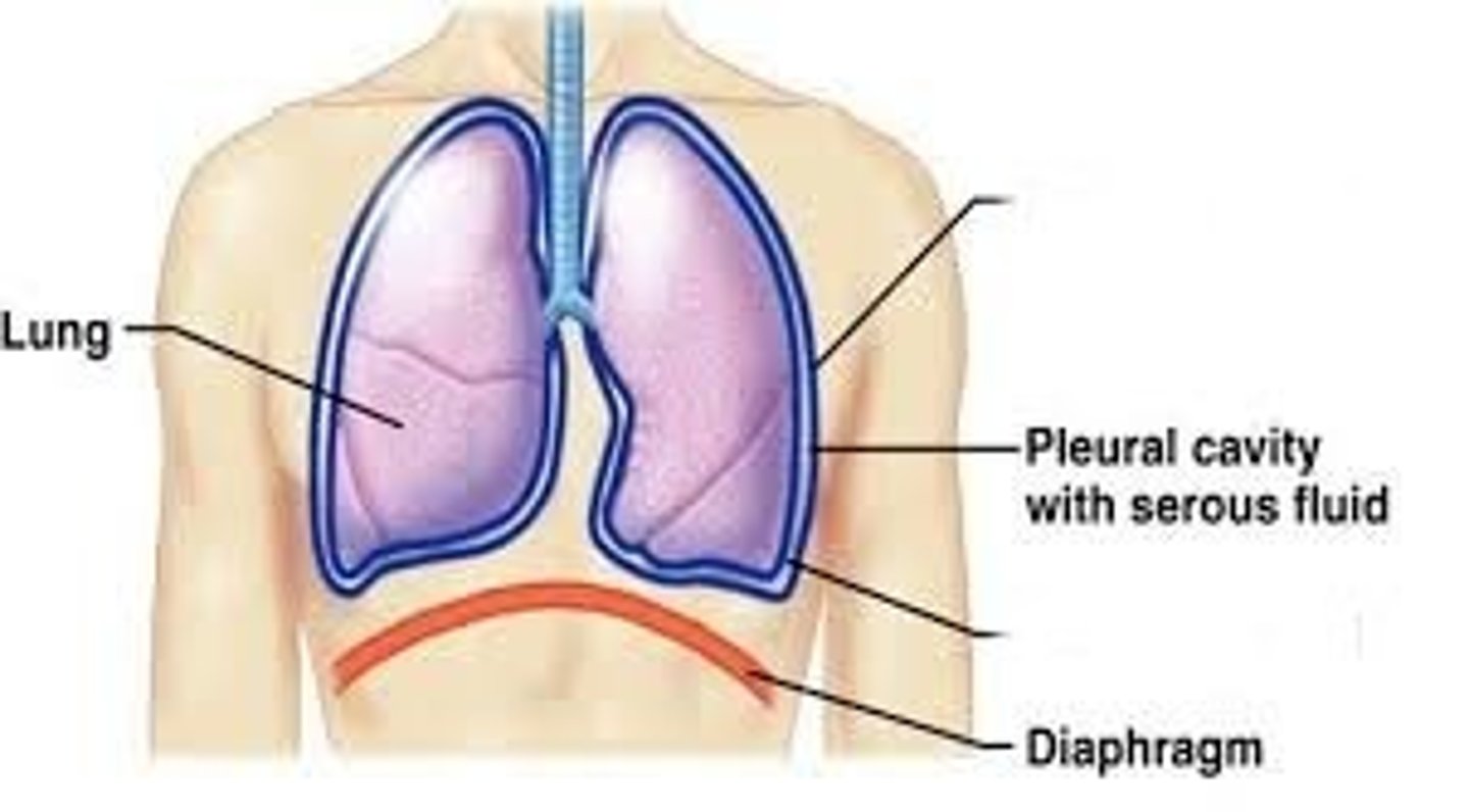 <p>The serous membrane that lines the pleural cavity.</p>