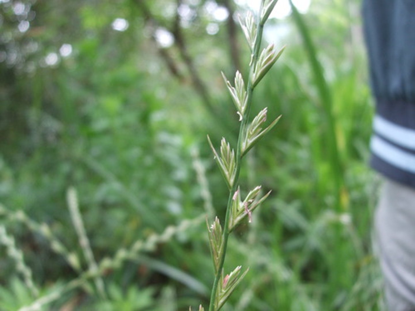 <p>Engels raaigras</p>