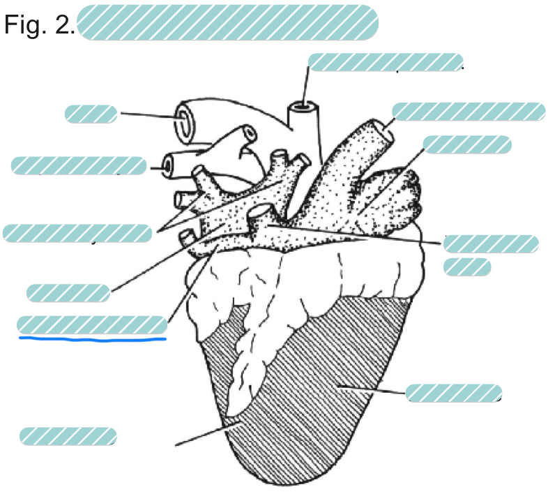 <p>What is the underlined label?</p>