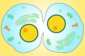 <p>Cell physically splits</p>