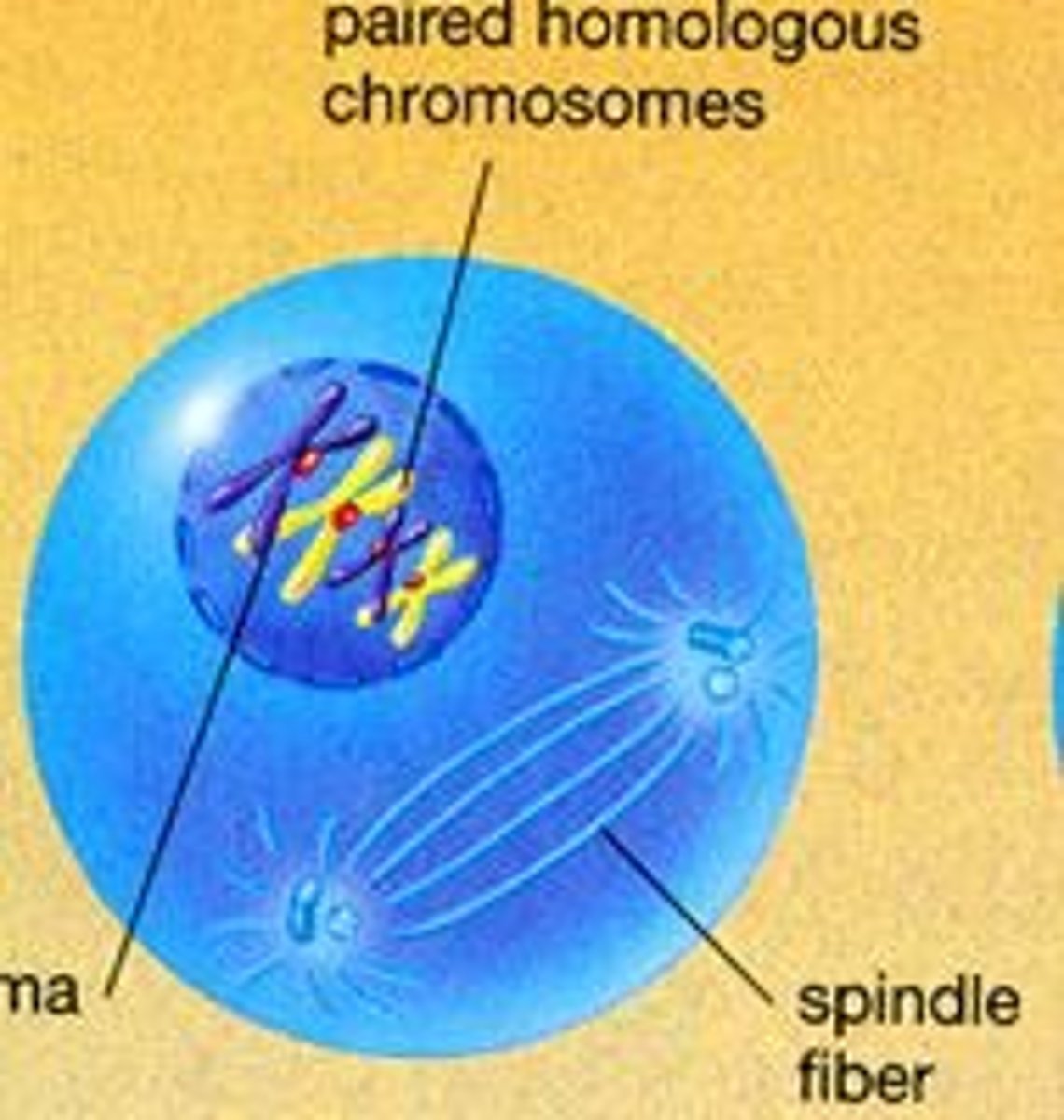 <p>1. Chromosomes condense.</p><p>2. Sister chromatids pair up.</p><p>3. Crossing over occurs.</p><p>4. New combos of alleles are formed.</p><p>5. Spindle fibers form at opposite ends of the cell.</p><p>6. Nuclear membrane disappears.</p>