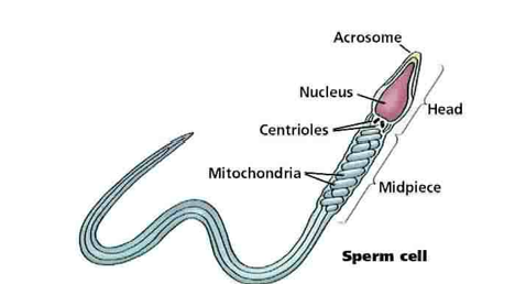 <p>Sperm get energy from: The “midpiece” section. Contains huge numbers of mt , it provides ATP for the tail, or flagellum. </p><p>Fertilization: Acrosome releases enzymes that allows one single winner</p><p>Nucleus contains genetic material needed to make the zygote- only head of sperm is drawn into the cytoplasm of the egg.</p><p>40 million- billion sperm is normal</p>