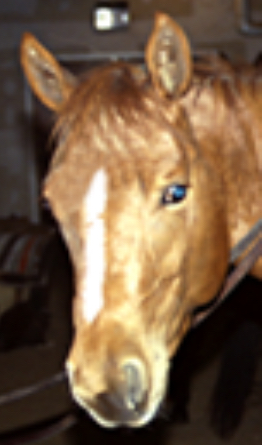 <p><span>A narrow marking extending vertically in the area between the forehead and the nostrils</span></p>