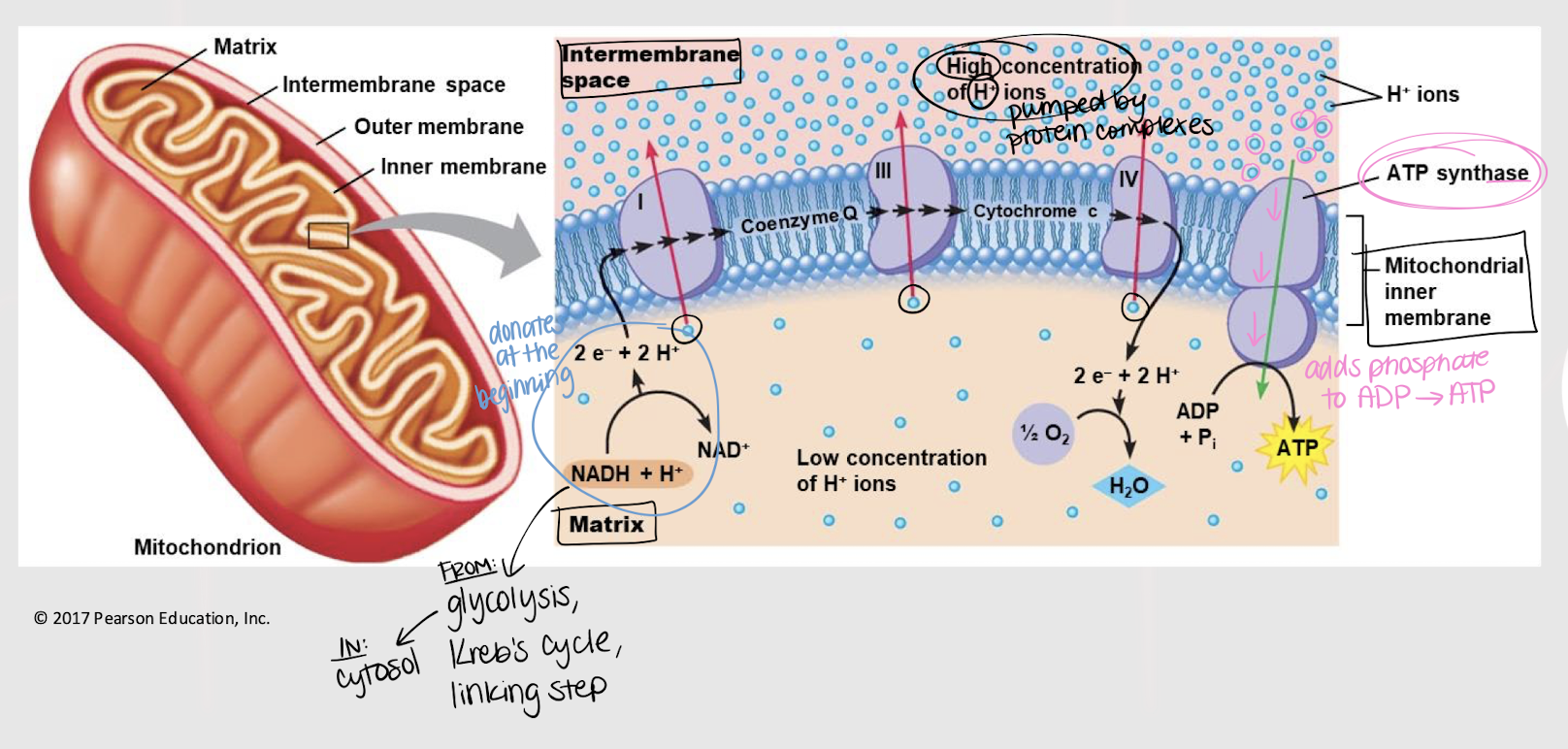 <p>ATP synthase</p>