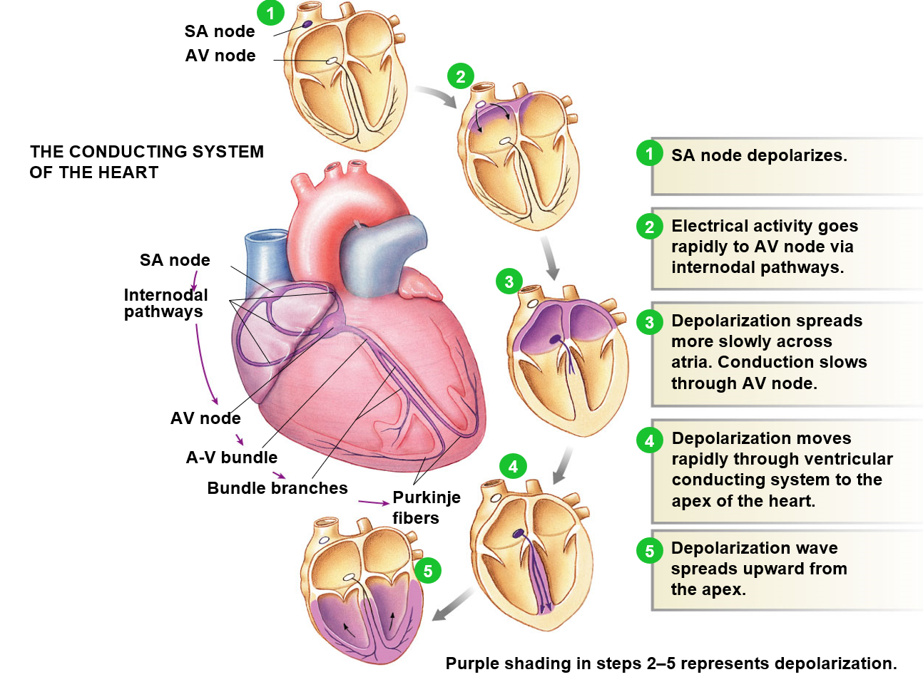 <p>SA node sets heart pace, action potential begins here and spreads to contractile cells. </p><ul><li><p>If SA node fails, AV node will set pace </p></li><li><p>If AV node fails, Purkinje fibers will set pace</p></li></ul><p><u>Process</u>:</p><ol><li><p>SA node depolarizes</p></li><li><p>Depolarization spreads to atrium and AV node</p></li><li><p>AV causes signal to stall to atria can finish contracting first</p></li><li><p>Depolarization moves through ventricular conducting system to bottom of heart</p></li><li><p>Ventricles contract from bottom up to eject blood to valves</p></li></ol>