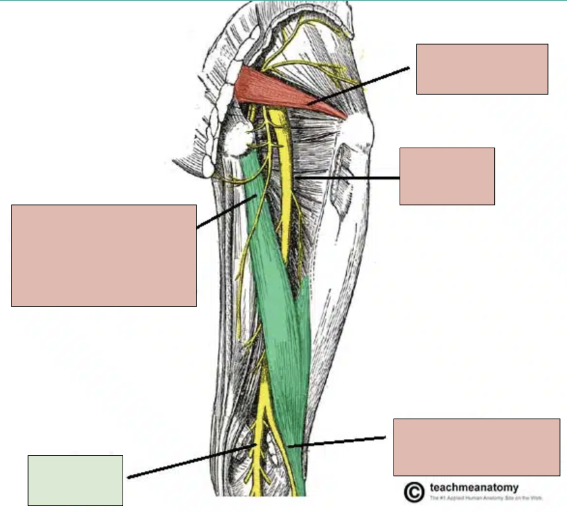 <p><span style="background-color: transparent;"><span>branch of sciatic nerve; innervates bottom of foot and posterior compartment of leg</span></span></p>
