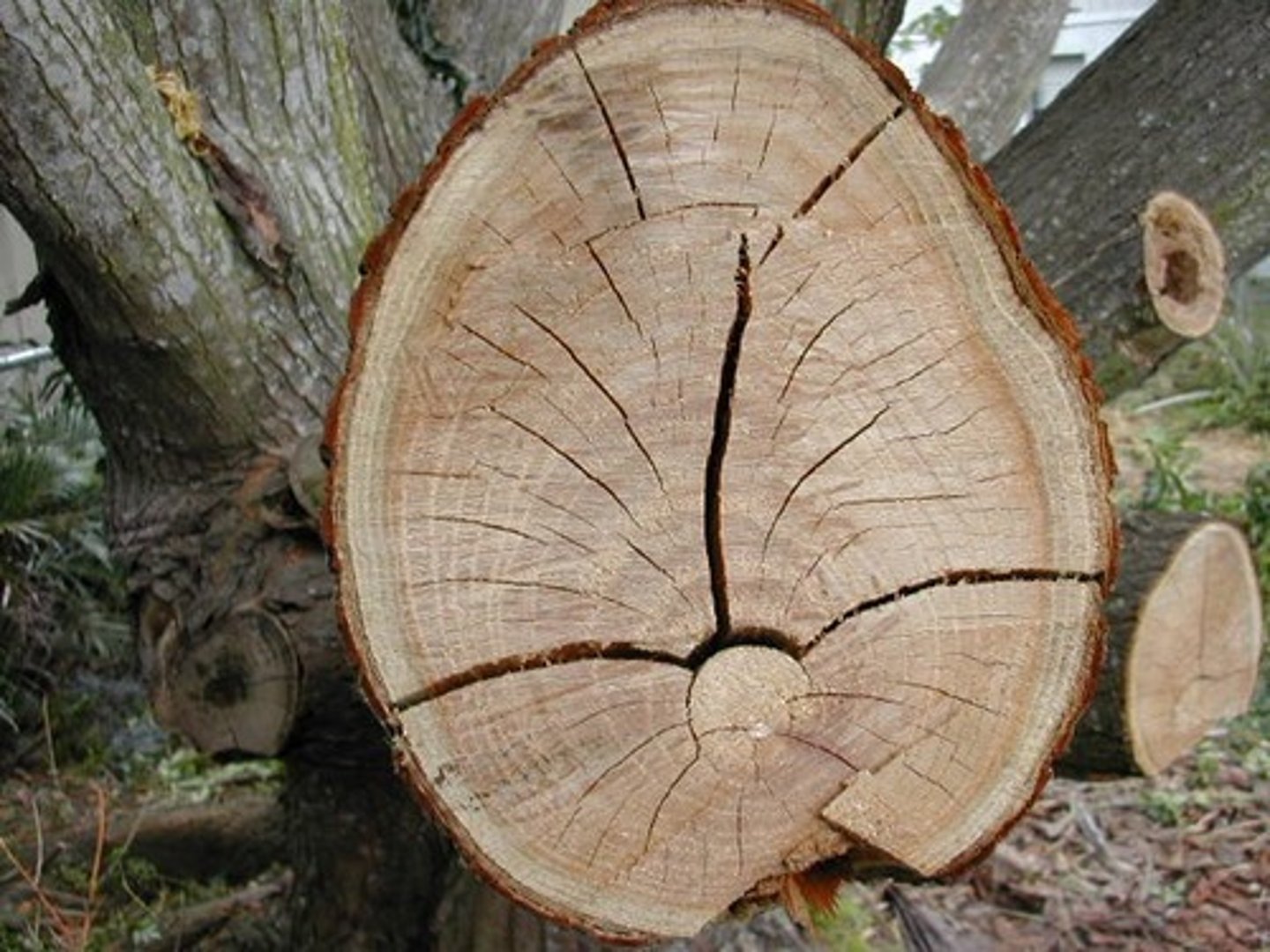 <p>wood of abnormal growth due to inclination (mechanical stress) of the trunk</p><p>- uneven thickening, keeps branch from breaking</p>