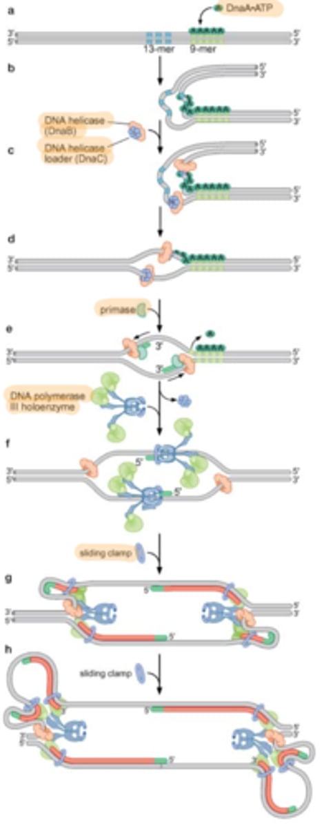 <p>the DnaA initiator protein binds to oriC (the replicator) and stimulates DNA denaturation. DnaB (helicase) is recruited and loaded onto the DNA. it begins to untwist the DNA to form two head-to-head replication forks Each DNA helicase recruits DNA primase to form the primosome complex (helicase + primase). DNA primase synthesizes a short RNA primer</p>
