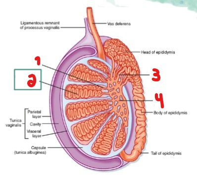 <p>Label the parts crossed out on the image.</p>